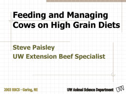 Limit-Fed Grain Diets For Beef Cows