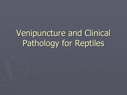 Venipuncture and Clinical Pathology for Reptiles