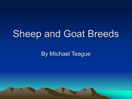 Sheep and Goat Breeds