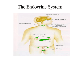 Endocrine Physiology