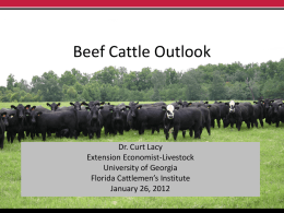 Beef Cattle Production, Income and Expenses