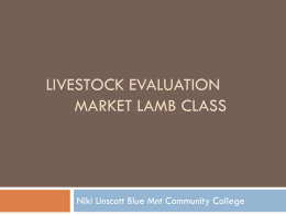 Livestock Judging Market Lamb class