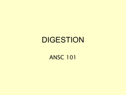 DIGESTION - Animal Sciences Home Page
