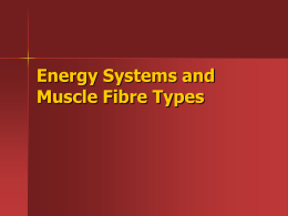 Energy Systems and Muscle Fibre Types