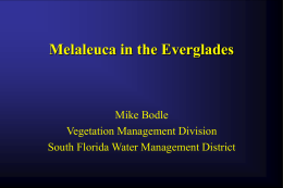Wide Area Management of Melaleuca quinquenervia