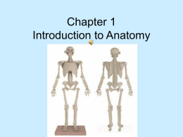 Chapter 1 Introduction to Anatomy