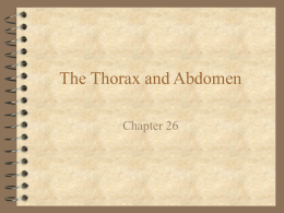 The Thorax and Abdomen