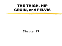 THE THIGH, HIP GROIN, and PELVIS