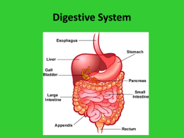 Digestive System - Ecto