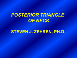 Posterior Triangle of Neck