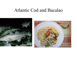 Atlantic Cod and Bacalao