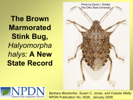 The Brown Marmorated Stink Bug, Halyomorpha halys