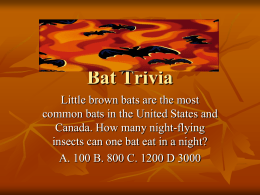 Bat Trivia - The Science Spot