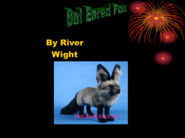 Bat eared Fox