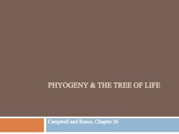 PHYOGENY & THE Tree of life