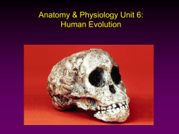 Anatomy & Physiology Unit 6: Human Evolution