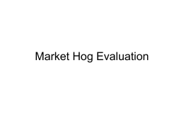 Market Hog Evaluation - Tarleton State University