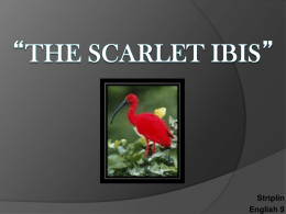 The Scarlet Ibis”