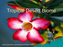 Tropical Desert Biome