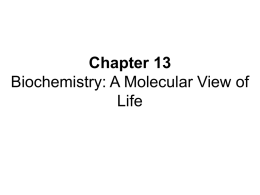 Chapter 15 Biochemistry: A Molecular view of Life