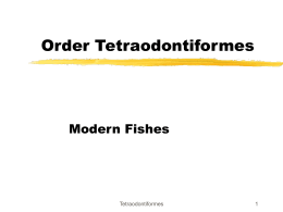 Order Tetraodontiformes - Cape Fear Community College