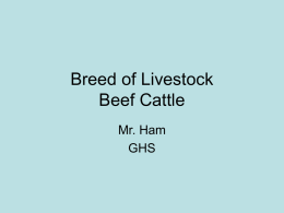 Breed of Livestock Beef Cattle