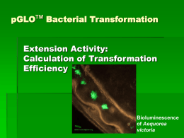 pGlo Transformation Efficiency