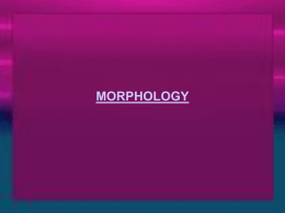 Morphology: the word of language