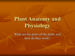 Plant Anatomy and Physiology - Lehi FFA