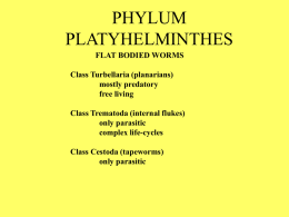 PHYLUM PLATYHELMINTHES - Norman Public Schools