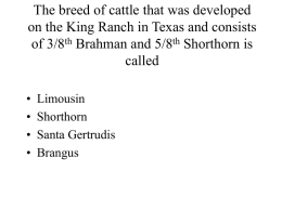 The breed of cattle that was developed on the King Ranch