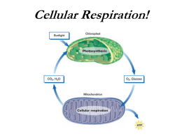 Cellular Respiration Notes - Mrs. DeNicola's Science Corner
