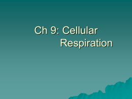 Ch 9: Respiration