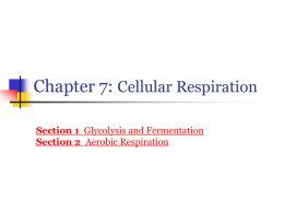 Chapter 7: Glycolysis & Fermentation