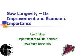 Sow Longevity - Iowa Pork Congress