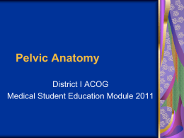 Pelvic Anatomy - Creighton University School of Medicine
