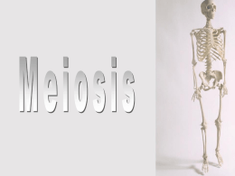 Meiosis - I Love Science