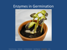 Enzymes in Germination