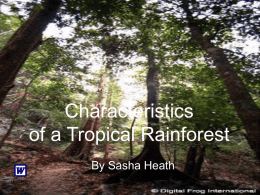 Characteristics of a Rainforest