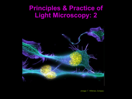 Introduction to Light Microscopy Kurt Thorn NIC