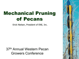 Mechanical Pruning of Pecans - New Mexico State University