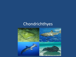 Chondrichthyes - Great Neck School District
