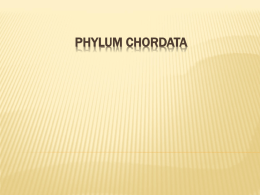 Phylum Chordata - Mediapolis Schools