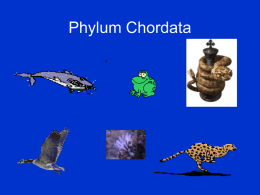 Phylum Chordata - Chicagoland Jewish High School