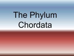 The Phylum Chordata - Warren Hills Regional School District