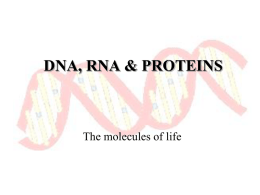 CH 16-17: DNA, RNA & PROTEINS