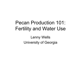 Pecan Production 101: Cultural Management