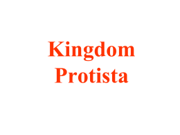 Kingdom Protista - Cardinal Newman