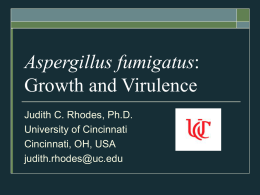 Aspergillus fumigatus: Growth and Virulence