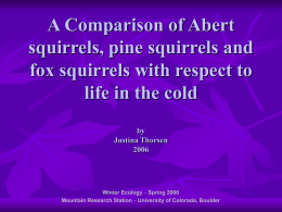 A Comparison of Abert squirrels, pine squirrels and fox